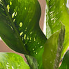 Dumb Cane