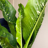 Dumb Cane