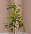 Artificial Dracaena