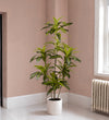 Artificial Dracaena