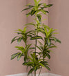 Artificial Dracaena
