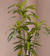 Artificial Dracaena