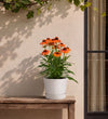 Orange Echinacea