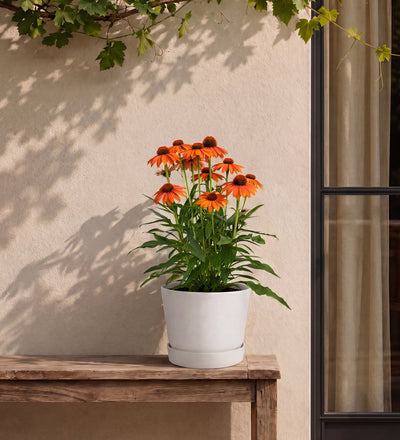 Orange Echinacea