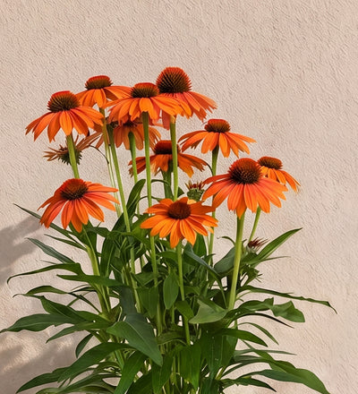 Pair of Orange Echinacea