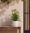 Orange Echinacea