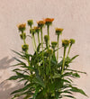 Orange Echinacea