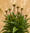 Pink Echinacea