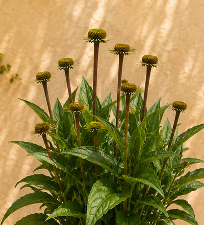 Pink Echinacea