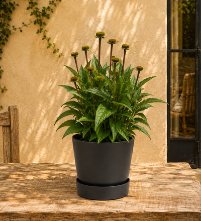 Pair of Pink Echinacea