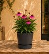 Pair of Pink Echinacea
