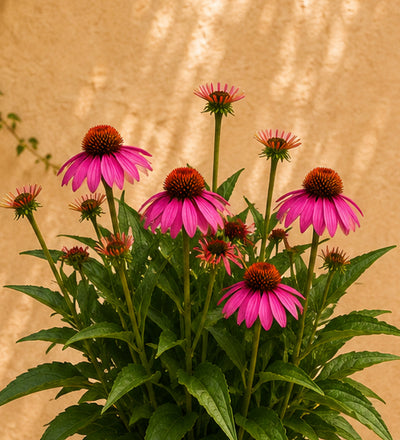 Trio of Pink Echinacea