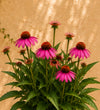 Pair of Pink Echinacea
