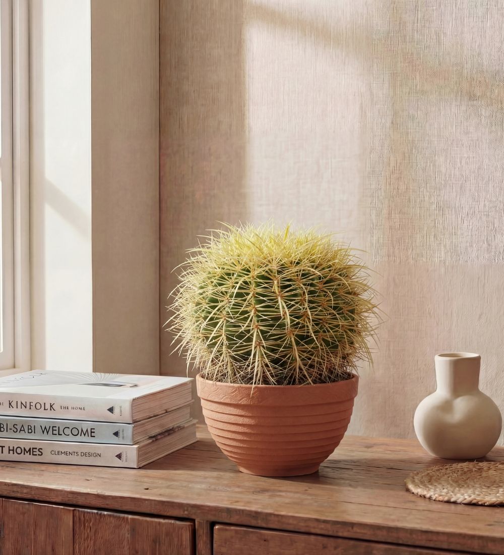 Large Golden Barrel Cactus & Pot