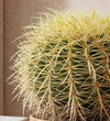 Large Golden Barrel Cactus & Pot