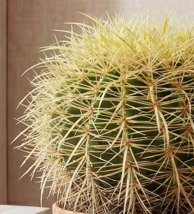 Large Golden Barrel Cactus & Pot