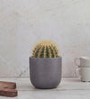 Golden Barrel Cactus