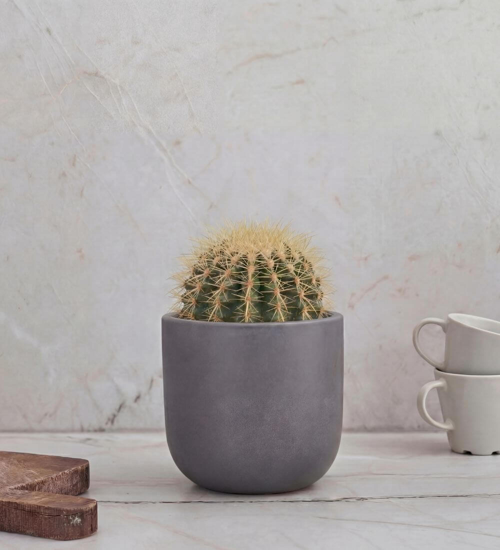 Golden Barrel Cactus
