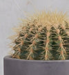 Golden Barrel Cactus