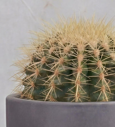 Golden Barrel Cactus