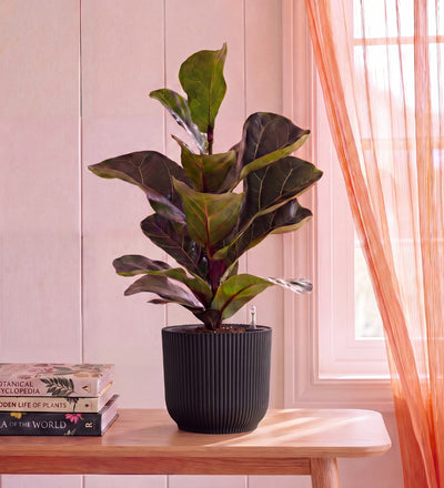 Fiddle Leaf Fig in Self-watering Pot