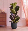 Fiddle Leaf Fig in Self-watering Pot