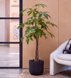 Money Tree in Self-watering Pot