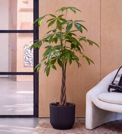 Money Tree in Self-watering Pot