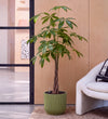 Money Tree in Self-watering Pot