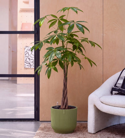 Money Tree in Self-watering Pot