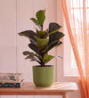 Fiddle Leaf Fig in Self-watering Pot