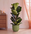 Fiddle Leaf Fig in Self-watering Pot