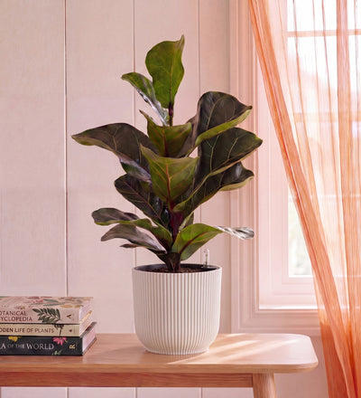 Fiddle Leaf Fig in Self-watering Pot