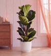 Fiddle Leaf Fig in Self-watering Pot