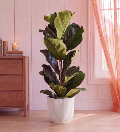 Fiddle Leaf Fig in Self-watering Pot