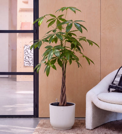Money Tree in Self-watering Pot