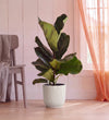 Fiddle Leaf Fig in Self-watering Pot