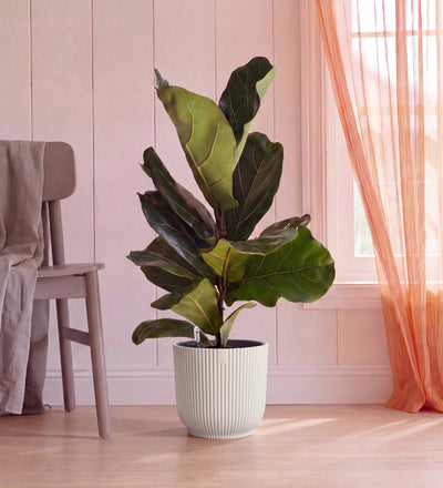 Fiddle Leaf Fig in Self-watering Pot