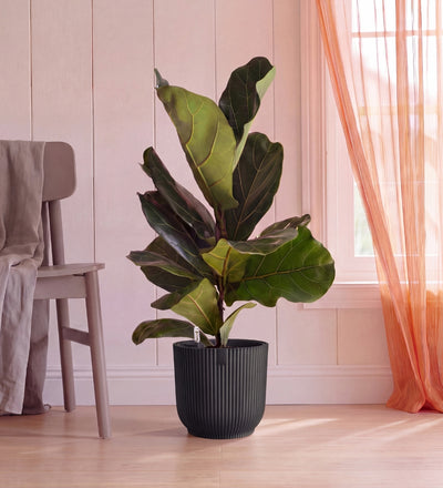 Fiddle Leaf Fig in Self-watering Pot