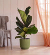 Fiddle Leaf Fig in Self-watering Pot