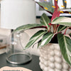 Calathea Triostar