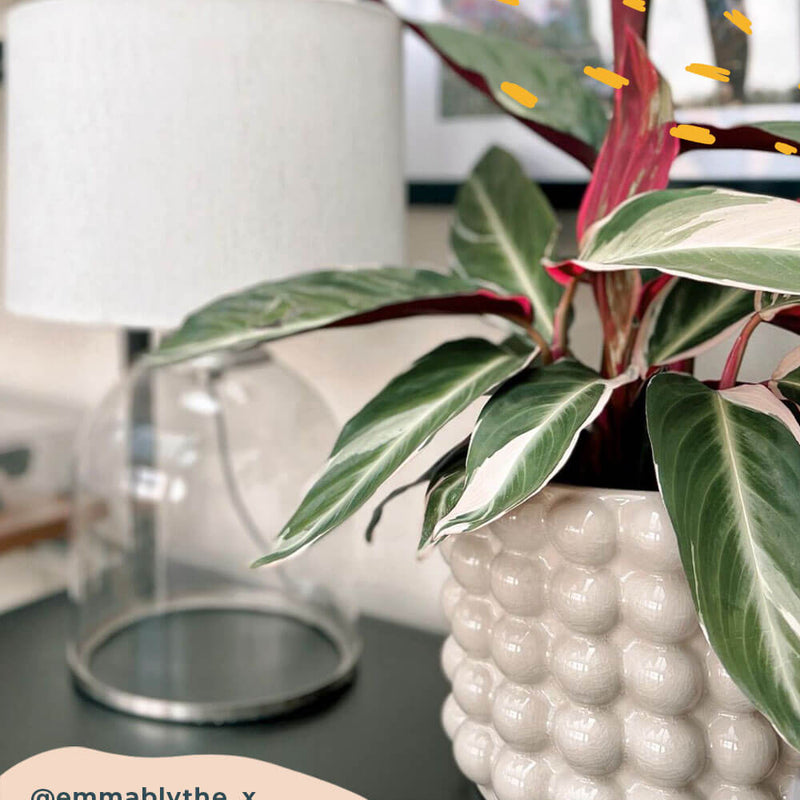 Calathea Triostar