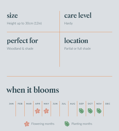 English Bluebell Bulbs - size, care level, ideal position and flowering months