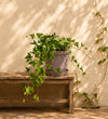 English Ivy Trio