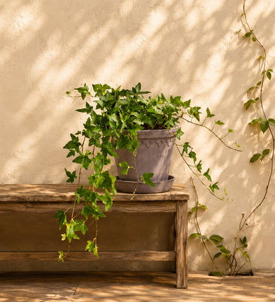 English Ivy Trio
