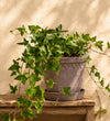 English Ivy Trio
