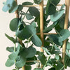 Eucalyptus & Pot