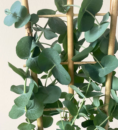 Eucalyptus & Pot