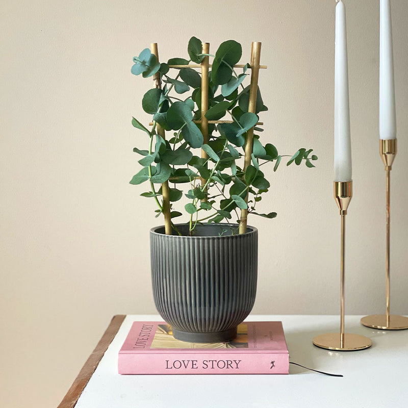 Eucalyptus & Pot