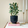 Eucalyptus & Pot